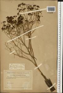 Ferula caspica M. Bieb., Eastern Europe, Lower Volga region (E9) (Russia)