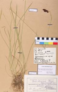 Carex aterrima Hoppe, Siberia, Altai & Sayany Mountains (S2) (Russia)