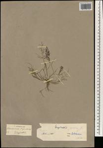 Eragrostis japonica (Thunb.) Trin., South Asia, South Asia (Asia outside ex-Soviet states and Mongolia) (ASIA) (China)