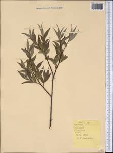 Salix, America (AMER) (United States)