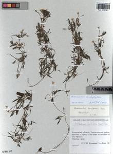 Ranunculus trichophyllus Chaix, Siberia, Altai & Sayany Mountains (S2) (Russia)