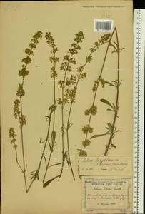 Silene borysthenica (Gruner) Walters, Eastern Europe, North Ukrainian region (E11) (Ukraine)