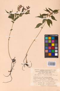 Lathyrus vernus (L.) Bernh., Eastern Europe, Eastern region (E10) (Russia)