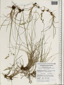 Poa pratensis L., Eastern Europe, Northern region (E1) (Russia)