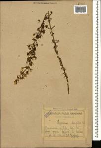 Hypericum elongatum Ledeb., Caucasus, Georgia (K4) (Georgia)
