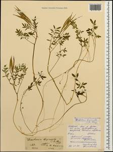 Cardamine bipinnata (C. A. Mey.) O. E. Schulz, Caucasus, North Ossetia, Ingushetia & Chechnya (K1c) (Russia)