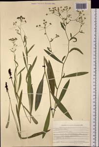 Bupleurum scorzonerifolium Willd., Siberia, Russian Far East (S6) (Russia)