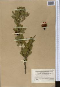 Punica granatum L., Middle Asia, Kopet Dag, Badkhyz, Small & Great Balkhan (M1) (Turkmenistan)