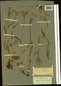 Tephroseris subfrigida (Kom.) Holub, Siberia, Chukotka & Kamchatka (S7) (Russia)