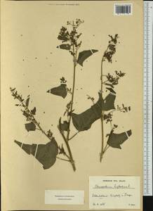 Chenopodiastrum hybridum (L.) S. Fuentes, Uotila & Borsch, Western Europe (EUR) (Germany)
