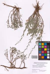 Artemisia nitrosa Weber ex Stechm., Eastern Europe, Eastern region (E10) (Russia)