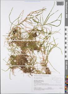 Poa supina Schrad., Eastern Europe, Central region (E4) (Russia)