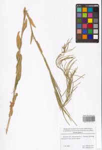 Turritis glabra L., Eastern Europe, Central forest-and-steppe region (E6) (Russia)