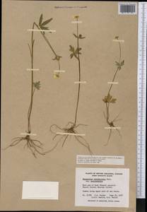 Ranunculus occidentalis Nutt., America (AMER) (Canada)