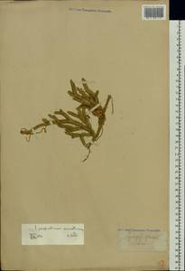Spinulum annotinum subsp. annotinum, Eastern Europe, Latvia (E2b) (Latvia)