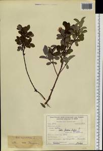 Salix myrtilloides L., Siberia, Baikal & Transbaikal region (S4) (Russia)