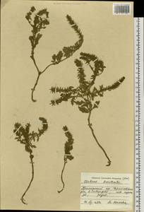Verbena bracteata Cav. ex Lag. & Rodr., Siberia, Russian Far East (S6) (Russia)