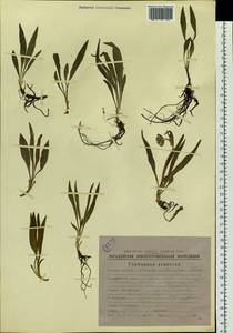 Arnica intermedia Turcz., Siberia, Chukotka & Kamchatka (S7) (Russia)