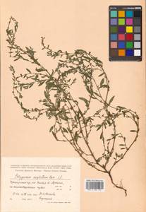 Polygonum aviculare subsp. neglectum (Besser) Arcang., Siberia, Russian Far East (S6) (Russia)