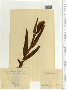 Dactylorhiza maculata (L.) Soó, Eastern Europe, Estonia (E2c) (Estonia)