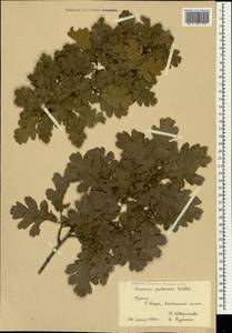 Quercus pubescens Willd., Crimea (KRYM) (Russia)