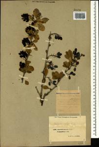 Berberis vulgaris L., Caucasus, Azerbaijan (K6) (Azerbaijan)
