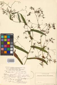 Prenanthes purpurea L., Eastern Europe, West Ukrainian region (E13) (Ukraine)