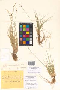 Carex lapponica O.Lang, Siberia, Russian Far East (S6) (Russia)