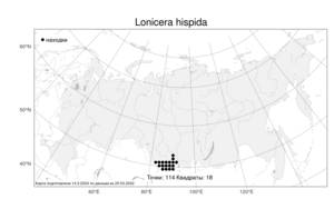 Lonicera hispida Pall. ex Schult., Atlas of the Russian Flora (FLORUS) (Russia)