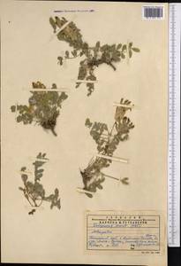Astragalus, Middle Asia, Pamir & Pamiro-Alai (M2) (Uzbekistan)