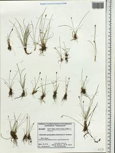 Eleocharis quinqueflora (Hartmann) O.Schwarz, Siberia, Central Siberia (S3) (Russia)