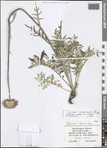 Jurinea ewersmannii Bunge, Eastern Europe, Lower Volga region (E9) (Russia)
