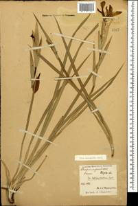 Iris halophila Pall., Caucasus, Stavropol Krai, Karachay-Cherkessia & Kabardino-Balkaria (K1b) (Russia)