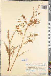 Tamarix ramosissima Ledeb., Eastern Europe, North Ukrainian region (E11) (Ukraine)