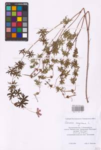 Geranium sanguineum L., Eastern Europe, Central forest-and-steppe region (E6) (Russia)