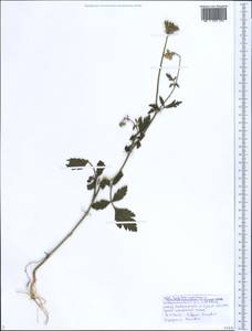 Tordylium maximum L., Caucasus, Black Sea Shore (from Novorossiysk to Adler) (K3) (Russia)