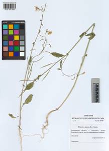 KUZ 005 556, Brassica juncea (L.) Czern., Siberia, Altai & Sayany Mountains (S2) (Russia)