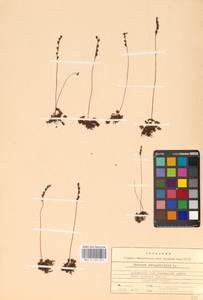 Drosera rotundifolia L., Eastern Europe, Estonia (E2c) (Estonia)