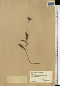 Papaver somniferum L., Eastern Europe, West Ukrainian region (E13) (Ukraine)