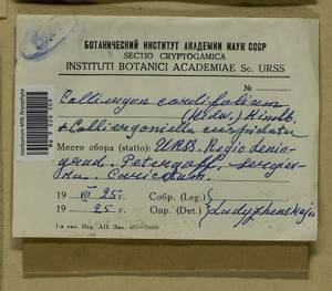 Calliergonella cuspidata (Hedw.) Loeske, Bryophytes, Bryophytes - Karelia, Leningrad & Murmansk Oblasts (B4) (Russia)