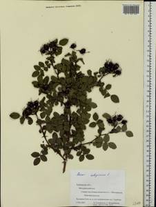 Rosa rubiginosa L., Eastern Europe, Central forest-and-steppe region (E6) (Russia)