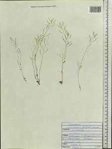 Arabidopsis thaliana (L.) Heynh., Eastern Europe, Central region (E4) (Russia)