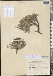 Anabasis brevifolia C. A. Mey., South Asia, South Asia (Asia outside ex-Soviet states and Mongolia) (ASIA) (China)