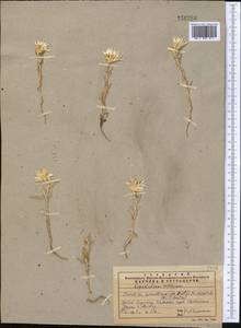 Chardinia orientalis (L.) Kuntze, Middle Asia, Western Tian Shan & Karatau (M3) (Kazakhstan)