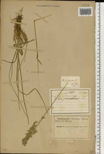 Poa pratensis L., Eastern Europe, Northern region (E1) (Russia)