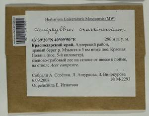 Cirriphyllum crassinervium (Taylor ex Wilson) Loeske & M. Fleisch., Bryophytes, Bryophytes - North Caucasus & Ciscaucasia (B12) (Russia)