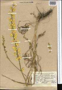 Delphinium semibarbatum Bien. ex Boiss., Middle Asia, Muyunkumy, Balkhash & Betpak-Dala (M9) (Kazakhstan)