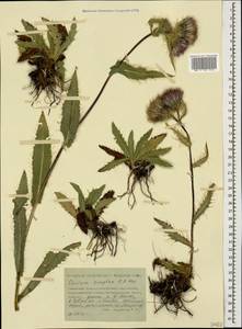 Cirsium simplex C. A. Mey., Caucasus, Stavropol Krai, Karachay-Cherkessia & Kabardino-Balkaria (K1b) (Russia)