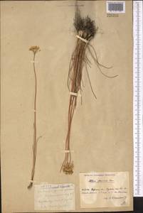 Allium flavescens Besser, Middle Asia, Northern & Central Kazakhstan (M10) (Kazakhstan)