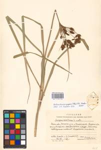 Bolboschoenus yagara (Ohwi) Y.C.Yang & M.Zhan, Eastern Europe, Moscow region (E4a) (Russia)